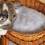 Wicker Cat/Dog Animal Bed Pet Transport Basket Natural-Coloured Pic:1